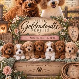 Goldendoodle puppies from Mustanghills Doodles and Poodles