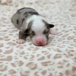 Boy 3 - Blue merle male Miniature Australian Shepherd puppy in Arcadia, Indiana from Sunset Cowgirl Mini Aussies