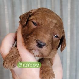 Fanboy (Green Collar) - Red  male Goldendoodle puppy in Scurry, Texas from 07 Seven Oaks Goldens and Doodles