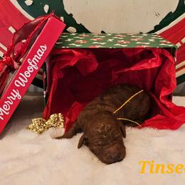 Tinsel - Red  female Goldendoodle puppy in Haughton, Louisiana from Bailey’s Cajun Canines