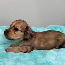 Creed - Cream male Dachshund puppy in Brenham, Texas from 1 Moore Dachshund