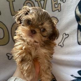 Tarzan - Liver male Shih Tzu puppy in Las Vegas, Nevada from Vegas Shih Tzus