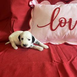 Cayenne- Long Coat - White and black female Dalmatian puppy in Claremore, Oklahoma from Lotsofdots Dalmatians