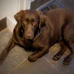 Bella - Labrador Retriever