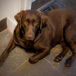 Bella - Labrador Retriever