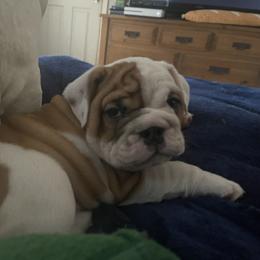 Bulldog Puppies from Semper Fi Bulldogs