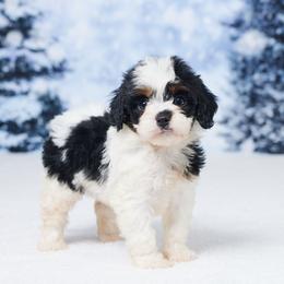 Anna - Tri-color female Cavapoo puppy in Apple Creek, Ohio from Grandeur Valley Puppies