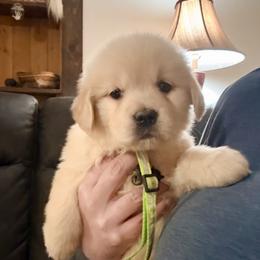 Neon Green Collar Girl - Golden female Golden Retriever puppy in Garrison, Montana from Mattiaci Goldens