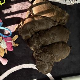 Shih Tzu Puppies from Mosley Kennel Shih Tzu