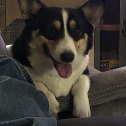 Birdie - Pembroke Welsh Corgi