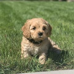 Cavachon, Cavalier King Charles Spaniel, and Cavapoo Puppies from Cavachon Love