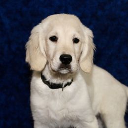 Scooby-doo - Light golden male Golden Retriever puppy in Auora, Colorado from Grace Skye Goldens
