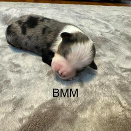 BMM - Blue merle male Miniature Australian Shepherd puppy in Tallapoosa, Georgia from Williams Shepherds