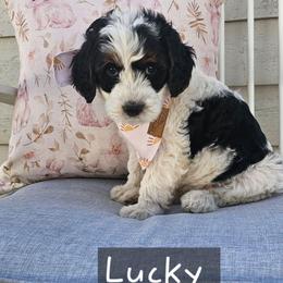 Lucky - Black and white male Bernedoodle puppy in Decatur, Georgia from So Adoodable