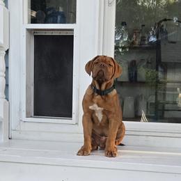 Dogue de Bordeaux Puppies from Absolute bordeaux