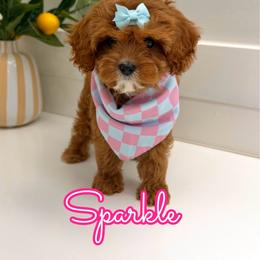 Sparkle - Red female Cavapoo puppy in Buford, Georgia from Petite Posh Puppies