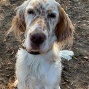 English Setters from Pinewalker English Setters