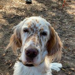 English Setters from Pinewalker English Setters