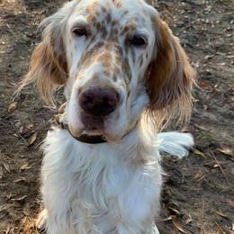 English Setters from Pinewalker English Setters