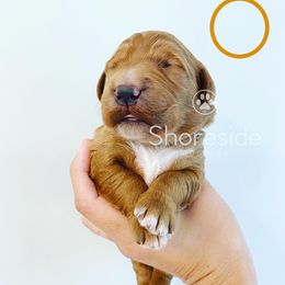 Girl 1 - Goldendoodle puppy in Morehead City, North Carolina from Shoreside Doodles