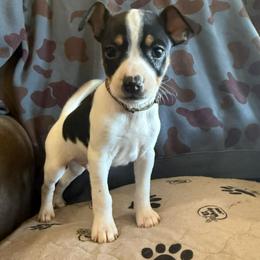 Jasper - Black white and tan male Rat Terrier puppy in Molalla, Oregon from The Puppy Patch Rat Terriers