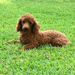 Honey - Poodle