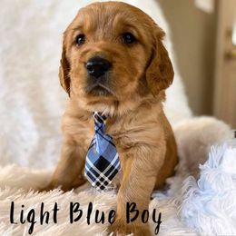 Golden Retriever Puppies from PDA Goldens