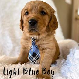 Golden Retriever Puppies from PDA Goldens