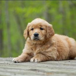 Daisy - Golden female Golden Retriever puppy in Saint Joe, Indiana from Golden Acres Farm