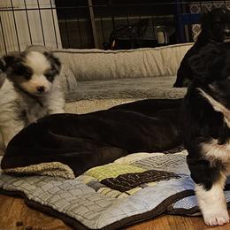 Miniature Australian Shepherd Puppies from Carter's Cuties