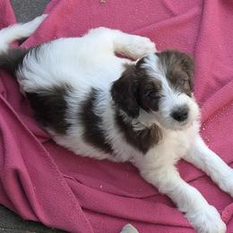 Lysander - Parti male Double Doodle puppy in Chula Vista, California from South Bay Double Doodles