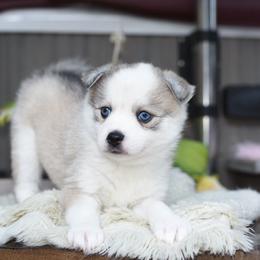 Ember - Gray and white female Pomsky puppy in Coos Bay, Oregon from Ocean View Pomskies