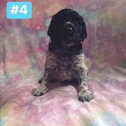 Dave - White and black ticked male Large Münsterländer puppy in Fremont, Wisconsin from Feather Cloud Kennels
