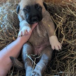Girl 5- Pink - Fawn female Anatolian Shepherd Dog puppy in Cleveland, Minnesota from Schmahl Family Farms