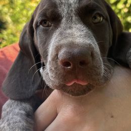 German Shorthaired Pointer Puppies from Edelmarke GSPs Reg’d