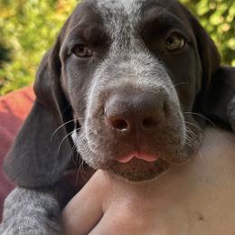German Shorthaired Pointer Puppies from Edelmarke GSPs Reg’d