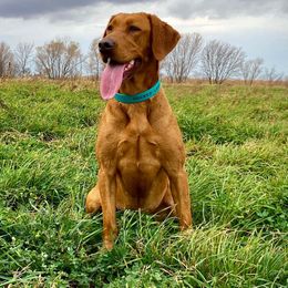 Labrador Retriever Puppies from Gochee Labs