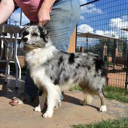 Sizzle - Border Collie