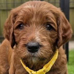 Goldendoodle Puppies from Hawkins Heritage Goldendoodles