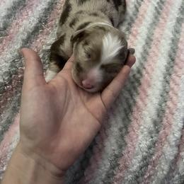 Australian Shepherd Puppies from Forgotten Coast Australian Shepherds