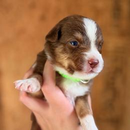 Misty AKC - Red tri-color female Australian Shepherd puppy in Polk City, Florida from Skaky Shepherds