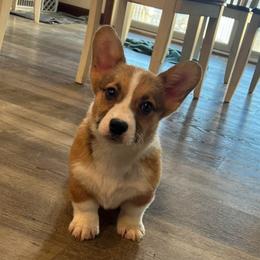 EKM-2 - Red male Pembroke Welsh Corgi puppy in Stockton, Iowa from Infinity Corgis