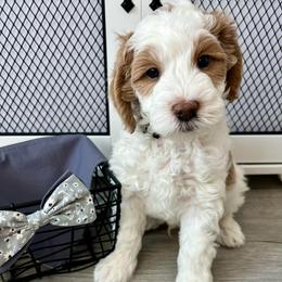Gray Boy - Parti male Goldendoodle puppy in Greeley, Colorado from Millie Billie Doodles