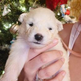 White - White female Samoyed puppy in San Antonio, Texas from Hill Country Samoyeds