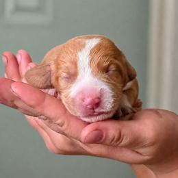 Starburst - Lemon female Beagle puppy in Lake City, Florida from Sunkissed Beagles