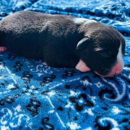 Cody - Black and white male Cardigan Welsh Corgi puppy in Kerens, West Virginia from Leather & Lace