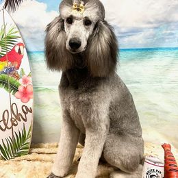 Poodles from Clermont Florida Standard Poodles