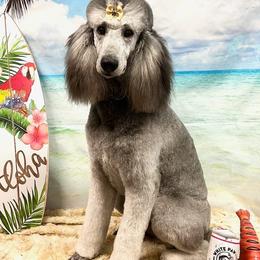 Poodles from Clermont Florida Standard Poodles