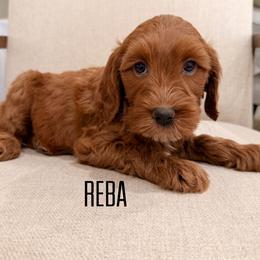 Reba - Red  female Goldendoodle puppy in Glendale, Arizona from Follow Your Bliss Doodles