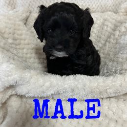 Cockapoo and Cocker Spaniel Puppies from Penny’s Perfect Pups